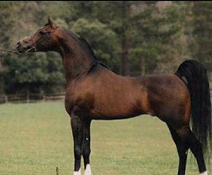  تاريخ الخيول العربية