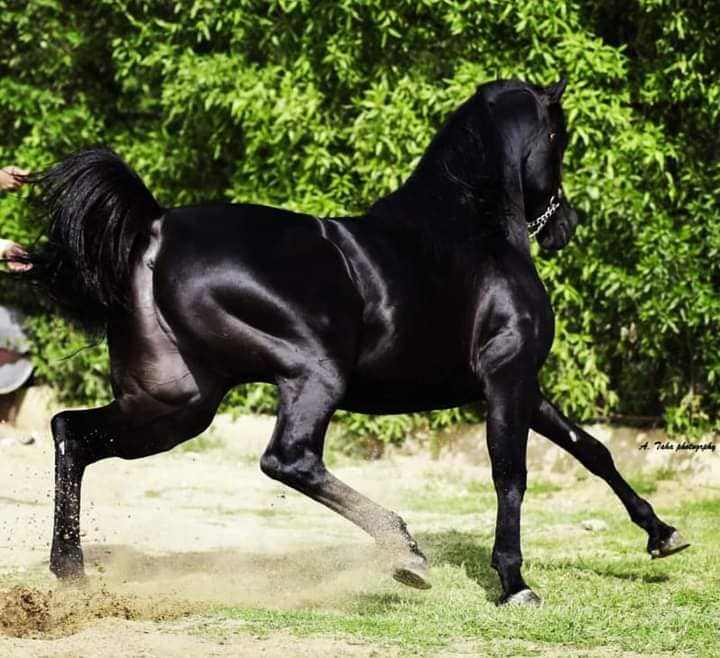 أجمل طلايق الخيول العربية الأصيلة