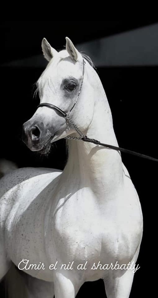 أجمل طلايق الخيول العربية الأصيلة